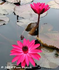 Home shopping cart account international deliveries search. Water Lily Collection Is Hidden Gem In West Texas Town Of San Angelo Digging