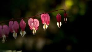 First, soak the bleeding heart seeds for an entire day. How To Care For Bleeding Heart Plant And Grow Bleeding Heart Flower Happy Diy Home