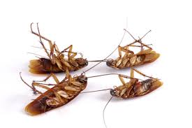 Usually, you'll have to work from the bottom up, but interns are much more likely to get a job offer from the employer they're interning with. Kennesaw Roach Control Atlanta Environmental Pest Services