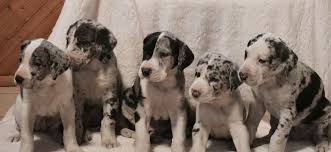 Medical/vet records and akc registration also available. Great Dane Puppy Food Dane Good Blog