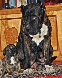 Excellent working ability and will make excellent companions. 13 Dogo Canario For Sale Ideas Presa Canario Dogs Animals