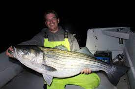 When surf fishing or fishing in shallow waters, most anglers use a simple technique. Night Fishing For Striped Bass Fishtalk Magazine
