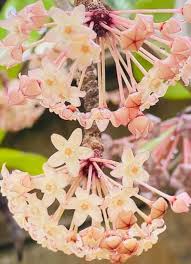 Image result for Polystachya spatella