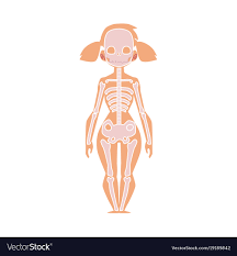 Anatomy Chart Of Human Skeleton Female Body