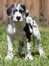 Lancaster puppies has your great dane for sale. Full Euorpean Great Dane Puppies Full European Great Dane Puppies For Sale