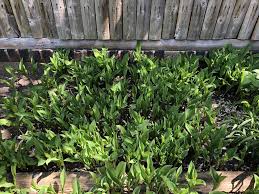 Dianthus, peonies, and lavender are reliable perennials for a sweet scent. Help Me Identify These Plants In My New Garden Album On Imgur