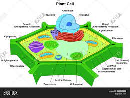 So, endoplasmic reticulum is found in both animal and plant cells. Plant Cell Anatomy Image Photo Free Trial Bigstock