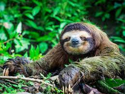 Sloths are plentiful throughout costa rica but may be difficult to spot to the untrained eye. Costa Rica Sloths Luxury Costa Rica Travel Ker Downey