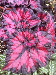 This Is One Our New Unnamed Begonia Hybrids Plants Begonia Foliage Plants
