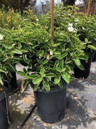 Image result for Cordia