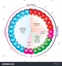 Circular Flow Chart Period On Menstruation Stock Vector Royalty Free 1659400177