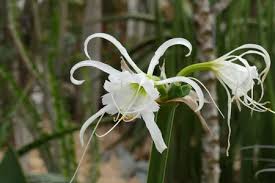 Image result for Ismene narcissiflora