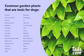 Lilies toxic to pets, it is important to know how to keep you cat safe. Plants And Dogs The Good The Bad And The Poisonous The Inside Scoop