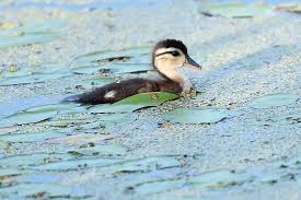 These birds live in wooded swamps, where they nest in holes in trees or in nest boxes put up around lake margins. Baby Wood Duck Photograph By Judy Tomlinson