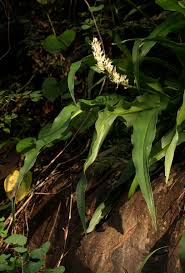 Image result for Chlorophytum macrophyllum