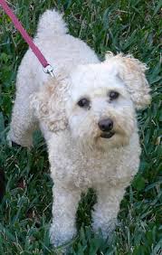 You can also filter out items. Miniature Poodles What S Good About Em What S Bad About Em