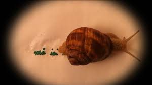 Check spelling or type a new query. Despre Oameni Si Melci Adopta Un Melc