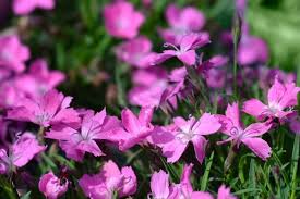 Image result for Dianthus micropetalus