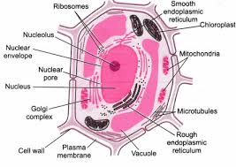 Draw well labeled diagram of a typical plant cell. What Is A Diagram Of A Plant And Animal Cell Under An Electron Microscope Quora