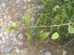 Image result for Gymnosporia senegalensis