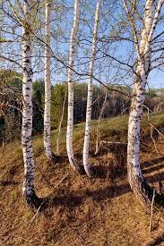 We did not find results for: The 12 Most Common Species Of Birch Trees Rhythm Of The Home