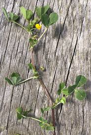 Image result for Medicago polymorpha