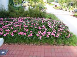 Flowers that bloom year round in alabama. Annual Bedding Plants Alabama Cooperative Extension System