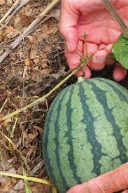 Check spelling or type a new query. How To Know When Melons Are Ripe 3 Great Signs It S Time To Pick