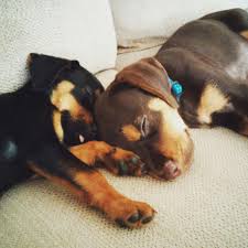 Rottweiler Black And Brown Puppy Brown Lab Rottweiler Mix Puppies