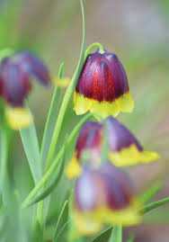 Image result for Scleria lateritica