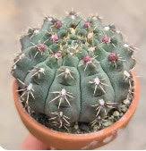 Image result for Gymnocalycium