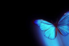 A desktop wallpaper is highly customizable, and you can give yours a personal touch by adding your images (including your photos from a camera) or download beautiful pictures from the internet. Top Butterfly Wallpaper Cell Phone Src Top Butterfly Live Butterfly Wallpaper For Windows 7 825x550 Download Hd Wallpaper Wallpapertip