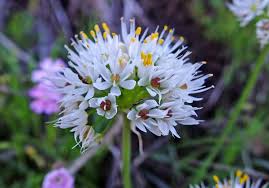 Image result for Alliaceae