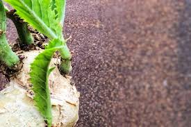 Image result for Cyphostemma jaegeri