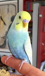 Birds You Can Have As Pets Beautiful Parakeet In 2020 Budgies Bird Pet Birds Parakeet