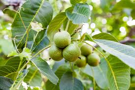 Very small walnut tree, less than 2/3 the size of other varieties. Grow Your Own Nuts The English Garden