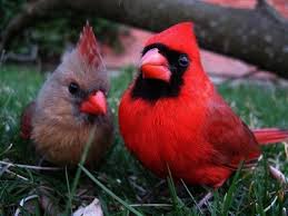 Birds That Look Like Cardinals But Aren T Look What I Found Little Birds Lyrics In 2020 Birds Beautiful Birds Little Birds