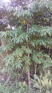 Image result for Cordia pilosissima