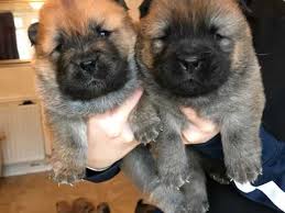 «собака — лохматый лев», также кит. Female Chow Chow Puppies Swanley Kent Pets4homes