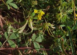 Image result for Microcharis remotiflora