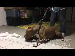 Check spelling or type a new query. Blue Nose Pitbull Puppies For Sale Cleveland Ohio 07 2021