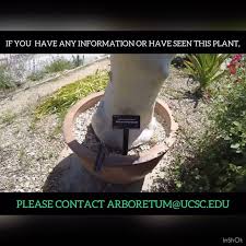 Image result for Cyphostemma barbosae