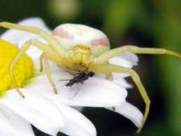 Goldenrod Crab Spider Misumena Vatia Biodiversity Of The Central Coast