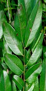 Image result for Dalbergia obovata
