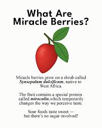 Image result for Synsepalum