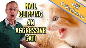 Clip your cat's claws without getting scratched. How To Clip An Aggressive Cat S Nails Without Losing Blood Cat Health Vet Advice Youtube