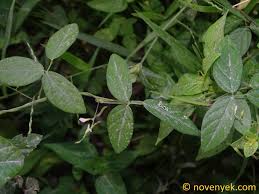 Image result for Teramnus