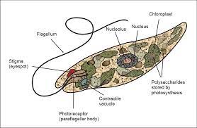 They are capable of creating their own energy by photosynthesis or feed on other microorganisms and have the ability to change the source of their energy according to light conditions. Euglena Under The Microscope Structure Morphology Classification