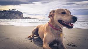 10 dog names inspired by hope in other languages. Good Kiwi Dog Names More Than 100 Names With Meanings