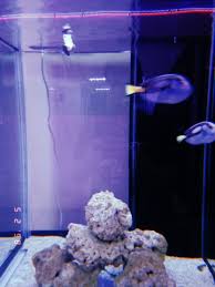 Hotels near baitul hilal complex. Gaya Travel Magazine On Twitter Pusat Ikan Hiasan Teluk Kemang Hosts Great Exhibits Of Fishes Turtles And Colourful Corals Teghojahn9 Travel2n9 Visitnegerisembilan Pesonaseremban Coloursofnegerisembilan Lpns Gayatravel Travelnomatterwhat